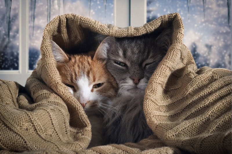 Sleepy cats enjoying the warmth of a blanket over top of them to represent if your heating system is ready for winter.