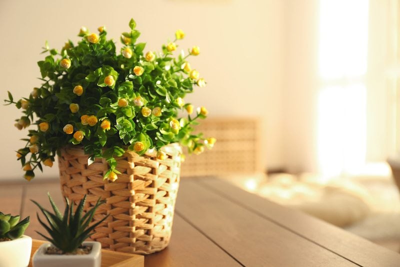 An air conditioner is preventing mold in a sunny room with a basket of flowers.