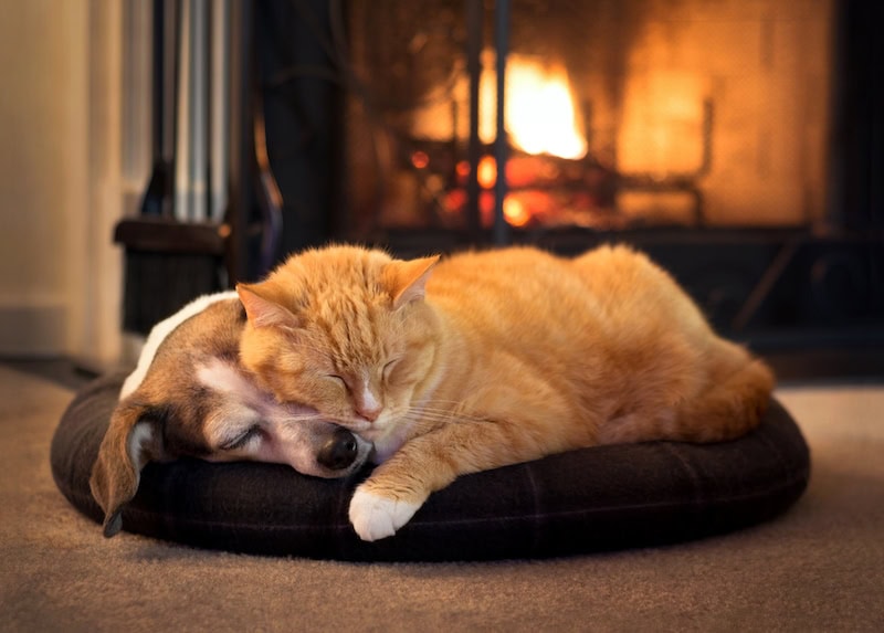 cat and dog by the fireplace